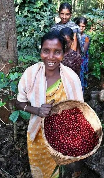 India's Hidden Coffee Belt — Why We Source from Assam, Meghalaya & Odisha
